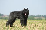 BOUVIER DES FLANDRES 528